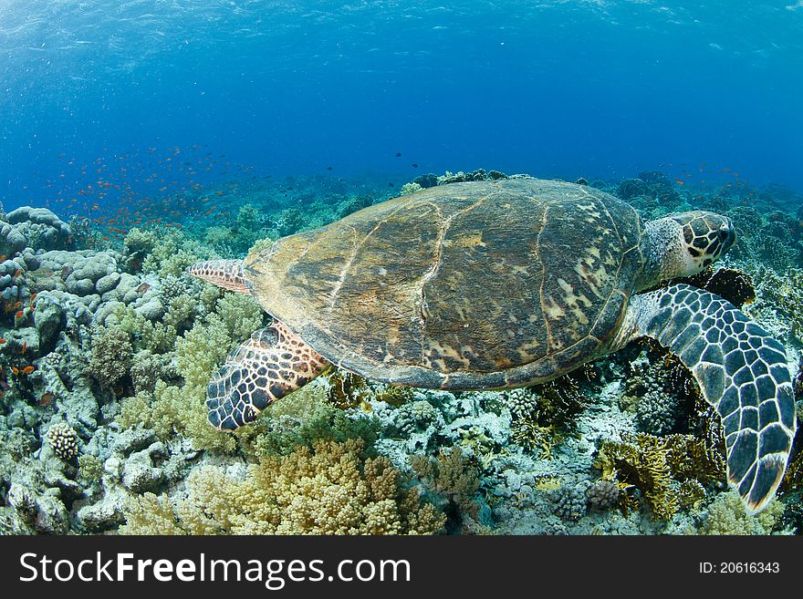 Hawksbill turtle and reef in the red sea