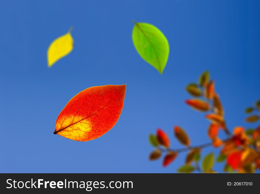 Falling 3 colored autumn leaves against blue sky. Falling 3 colored autumn leaves against blue sky