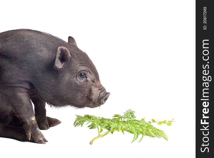 A pig, isolated on white
