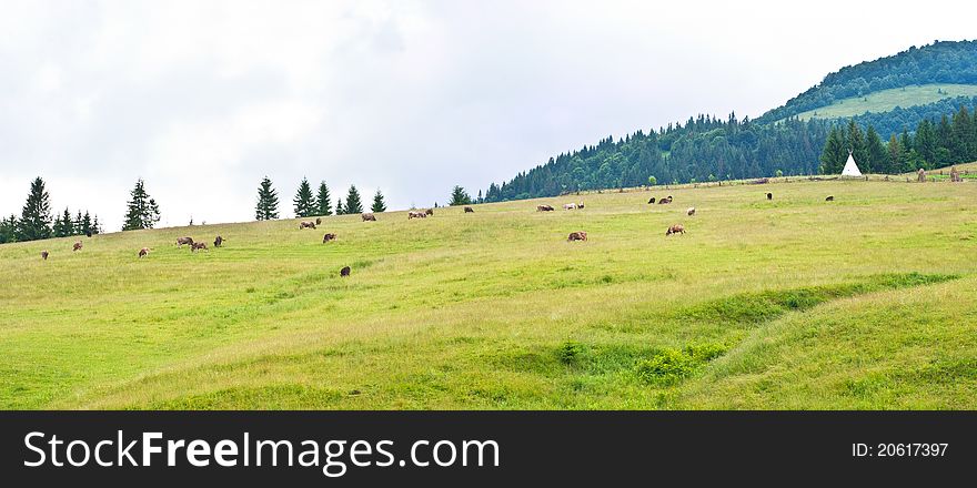 Cow on grassland on mountain