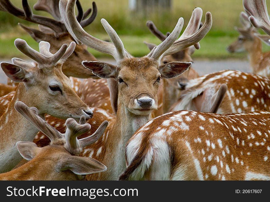 Several deer, one looking at the camera. Several deer, one looking at the camera