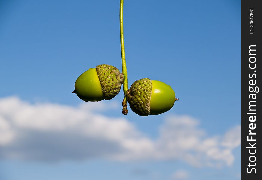 Green acorns against the blue sky. Local acorns largest species, against the blue cloudy sky.