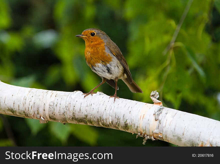 Robin perching on a silver branch with a green background. Robin perching on a silver branch with a green background