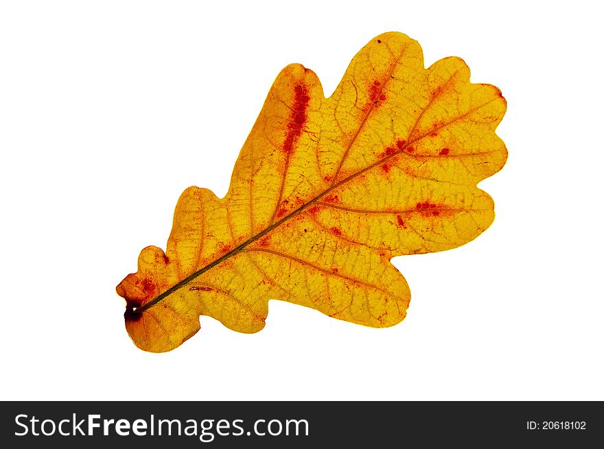 Yellow autumn oak leaf over the white background. backlight