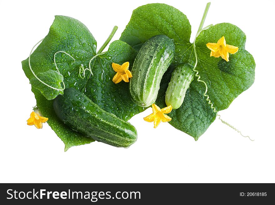 Green Cucumber With Leaves Isolated On White