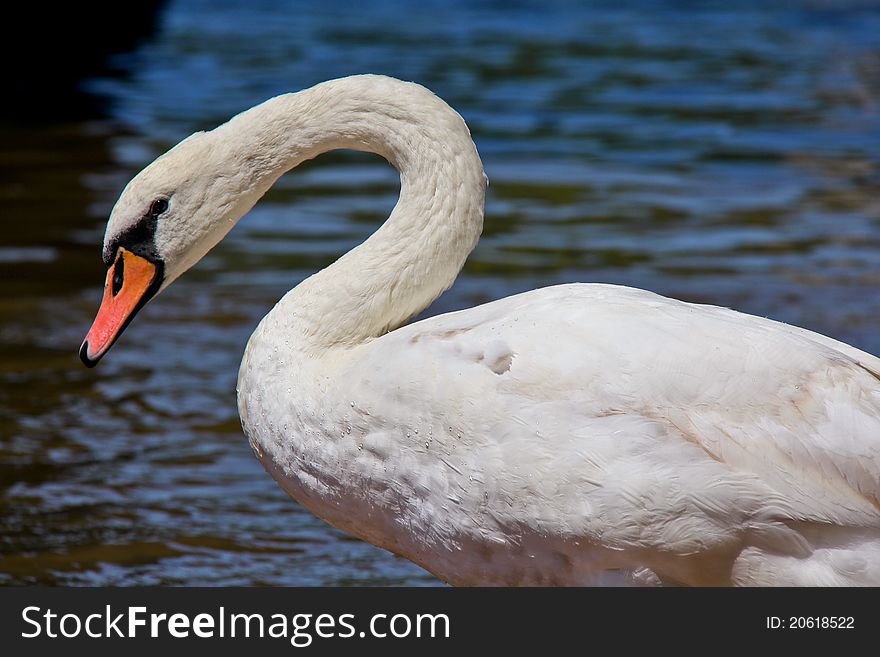 Close-up photo of beautiful white swan.
