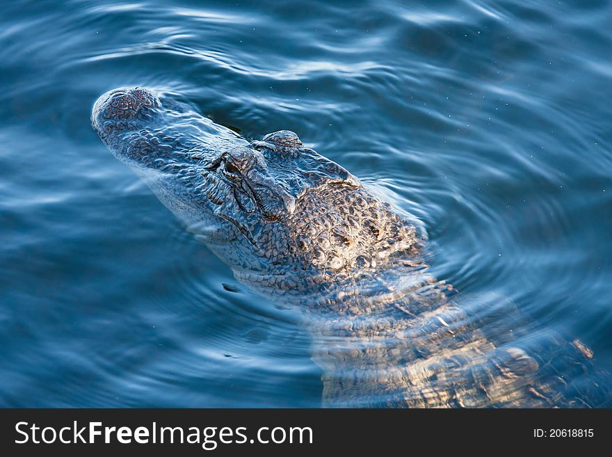 Aligator's head just above water