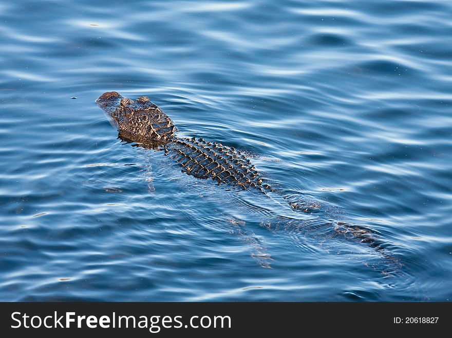 Aligator In Water
