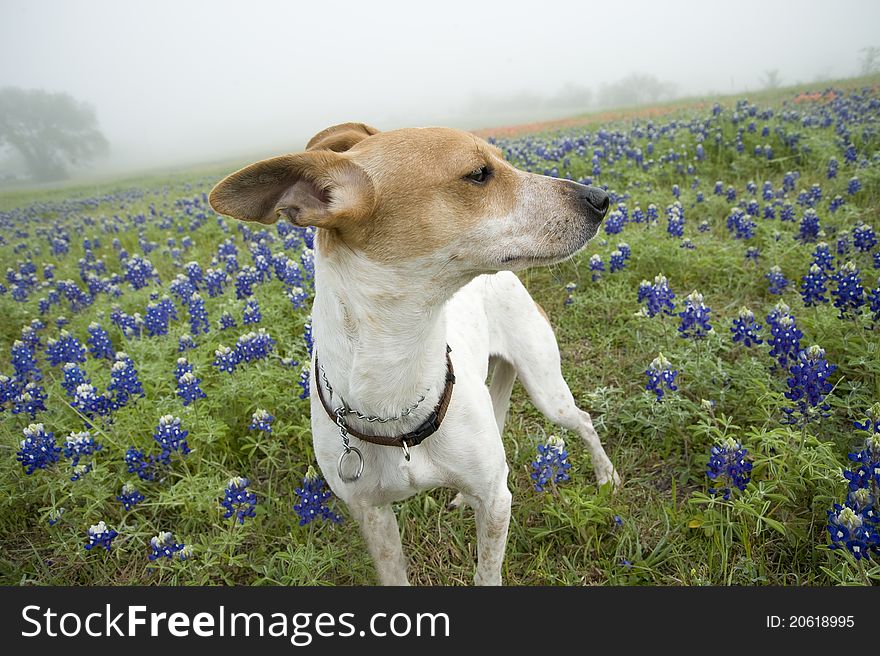 Jack Russell terrier mix standing in field of bluebonnets in Texas. Jack Russell terrier mix standing in field of bluebonnets in Texas