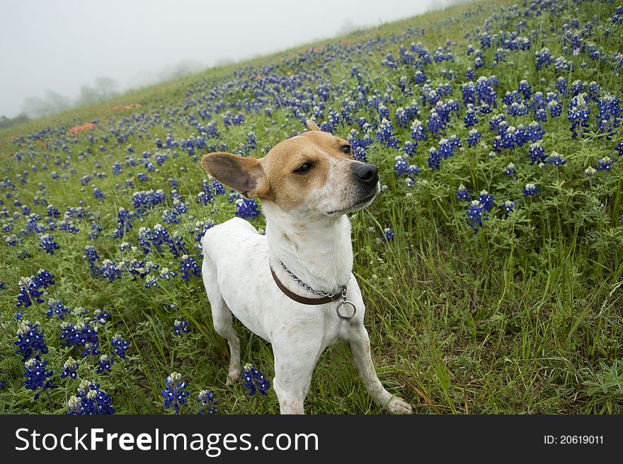 Jack Russell Mix and Bluebonnets