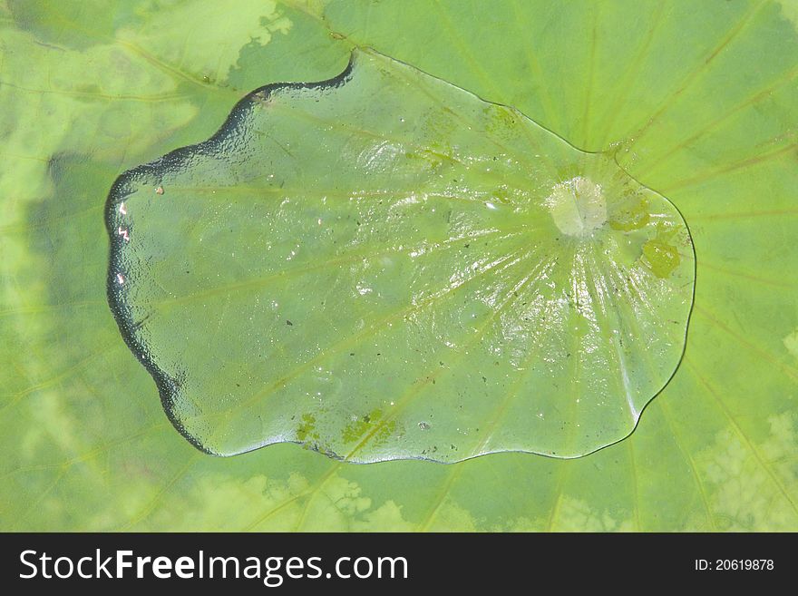 Lotus Leaves And Droplet
