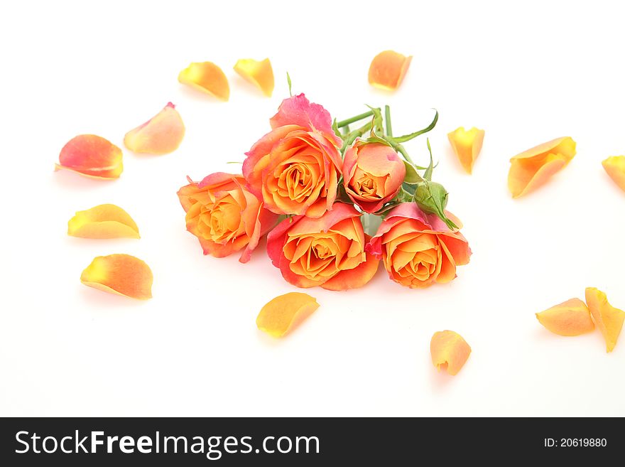 Fine roses on a white background