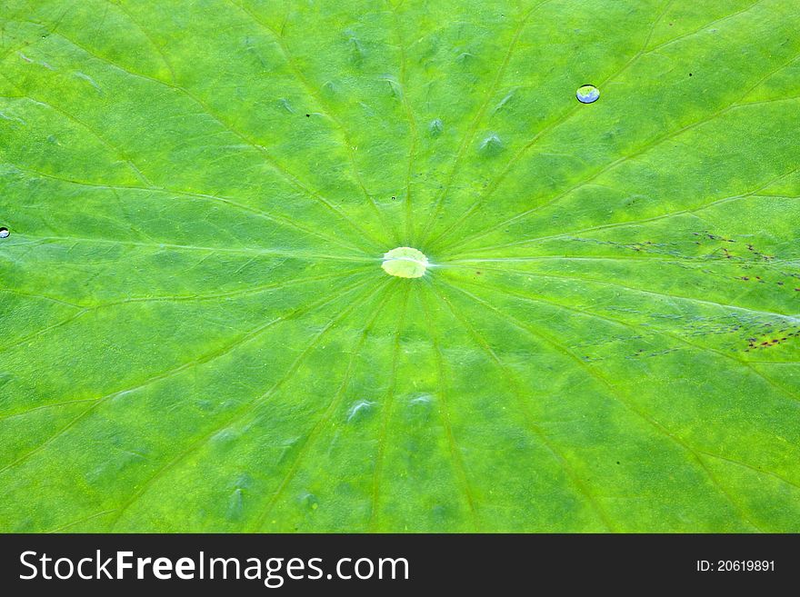 Lotus leaves and droplet in a park in china