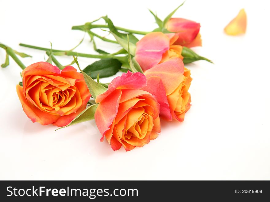 Fine roses on a white background