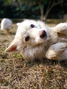A Small White Dog Playing In A Park. Royalty Free Stock Photos A Small White Dog Playing In A Park. Royalty Free Stock Photos
