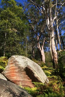 Australian Bush With Rocks And Eucalyptus Trees. Stock Image Australian Bush With Rocks And Eucalyptus Trees. Stock Image