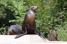 Sea Lion Royalty Free Stock Photography
