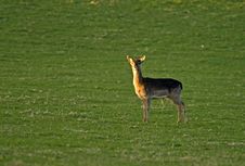 Solitary Deer: Fallow Buck Fawn. Royalty Free Stock Photos Solitary Deer: Fallow Buck Fawn. Royalty Free Stock Photos