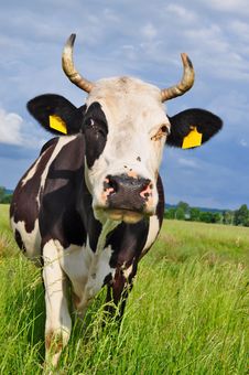Cow On A Summer Pasture Royalty Free Stock Photo Cow On A Summer Pasture Royalty Free Stock Photo