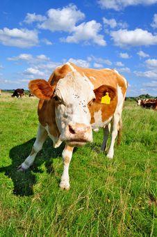 Cow On A Summer Pasture Stock Image Cow On A Summer Pasture Stock Image