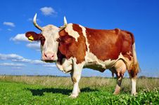 Cow On A Summer Pasture Stock Photos Cow On A Summer Pasture Stock Photos