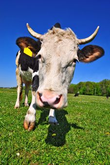 Cow On A Summer Pasture Royalty Free Stock Image Cow On A Summer Pasture Royalty Free Stock Image
