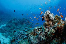 Beautiful Coral Reef With Anthias Stock Images Beautiful Coral Reef With Anthias Stock Images