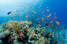 Beautiful Coral Reef With Anthias Royalty Free Stock Photo Beautiful Coral Reef With Anthias Royalty Free Stock Photo