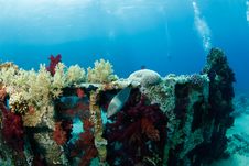 Wreck Turned Into Reef Stock Image Wreck Turned Into Reef Stock Image