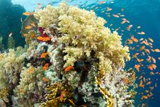 Beautiful Coral Reef With Anthias Royalty Free Stock Images Beautiful Coral Reef With Anthias Royalty Free Stock Images