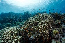 Beautiful Coral Reef Royalty Free Stock Images