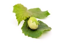 Green Hazel Nut Stock Image Green Hazel Nut Stock Image