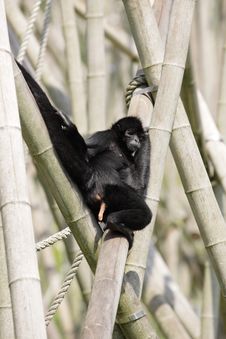 Brown-headed Spider Monkey Royalty Free Stock Photos Brown-headed Spider Monkey Royalty Free Stock Photos