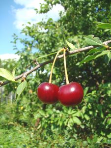 Ripe Cherries On A Branch Royalty Free Stock Photos