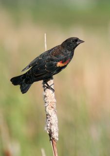 Red Winged Blackbird Royalty Free Stock Photography