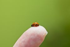 Lady Beetle Royalty Free Stock Photography Lady Beetle Royalty Free Stock Photography
