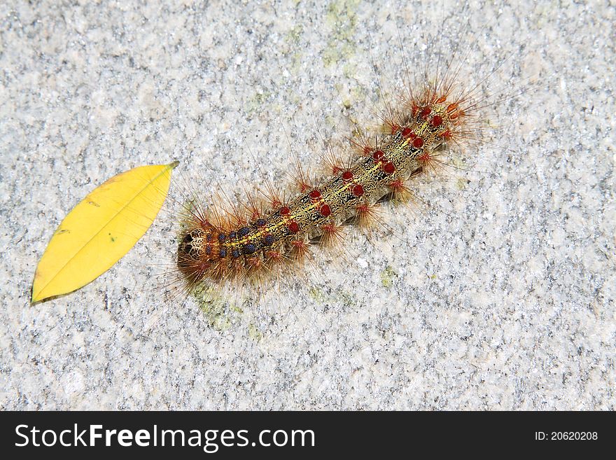 A kind of insects named caterpillar