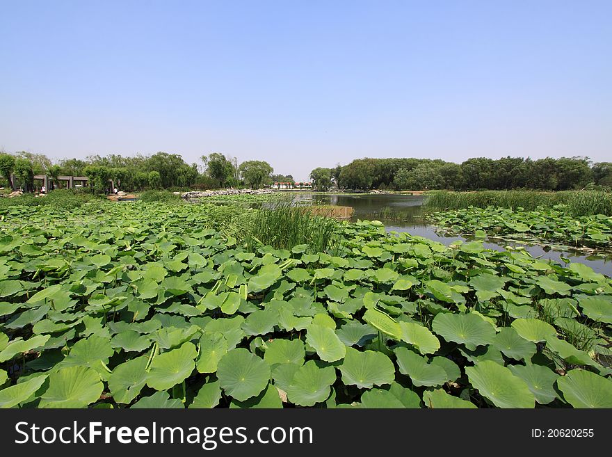 Lotus Pond In A Park