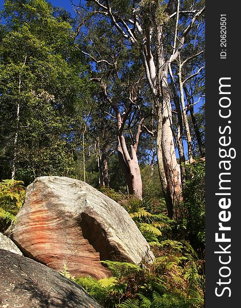 Australian bush with rocks and eucalyptus trees.