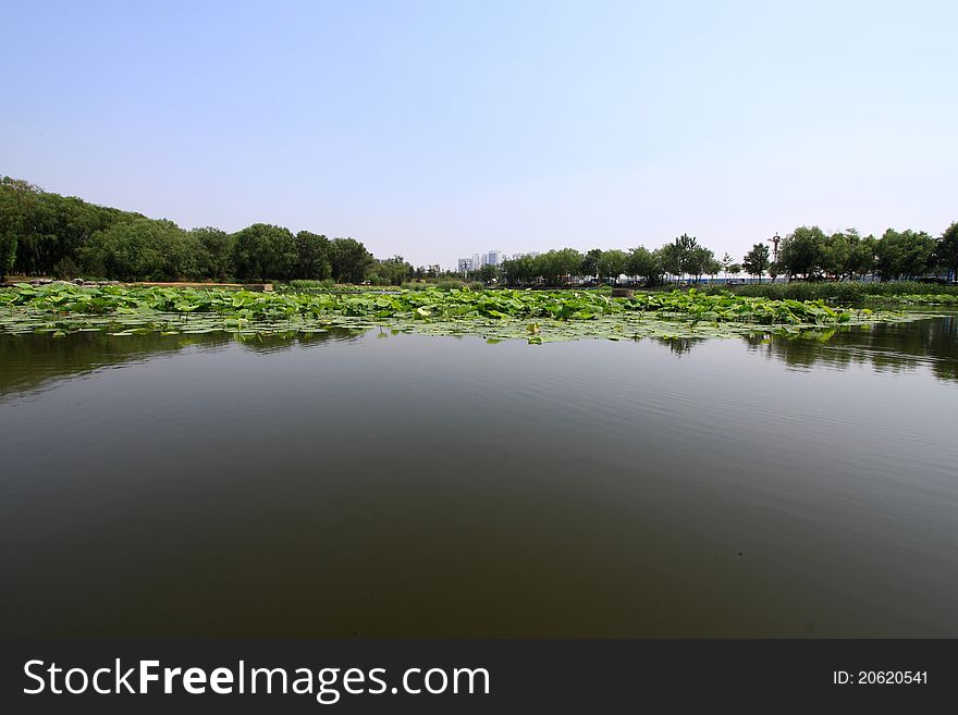 Lotus pond scenery in a park