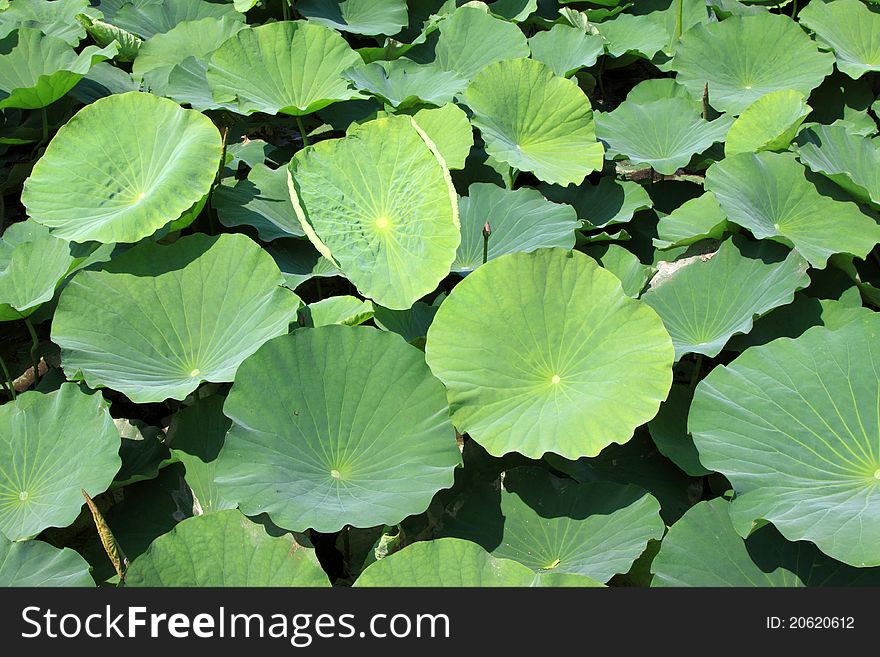 Lotus leaves in a park in china