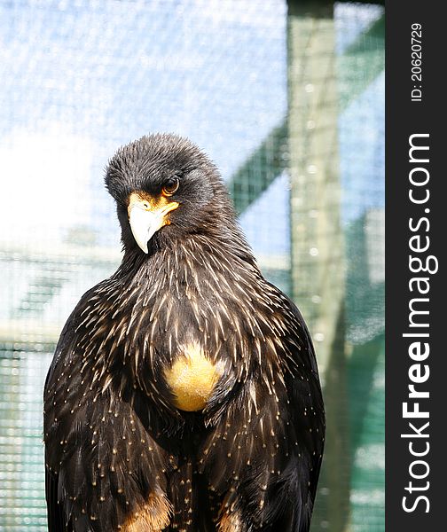 Frontal Study Of A Black Caracara Bird Of Prey