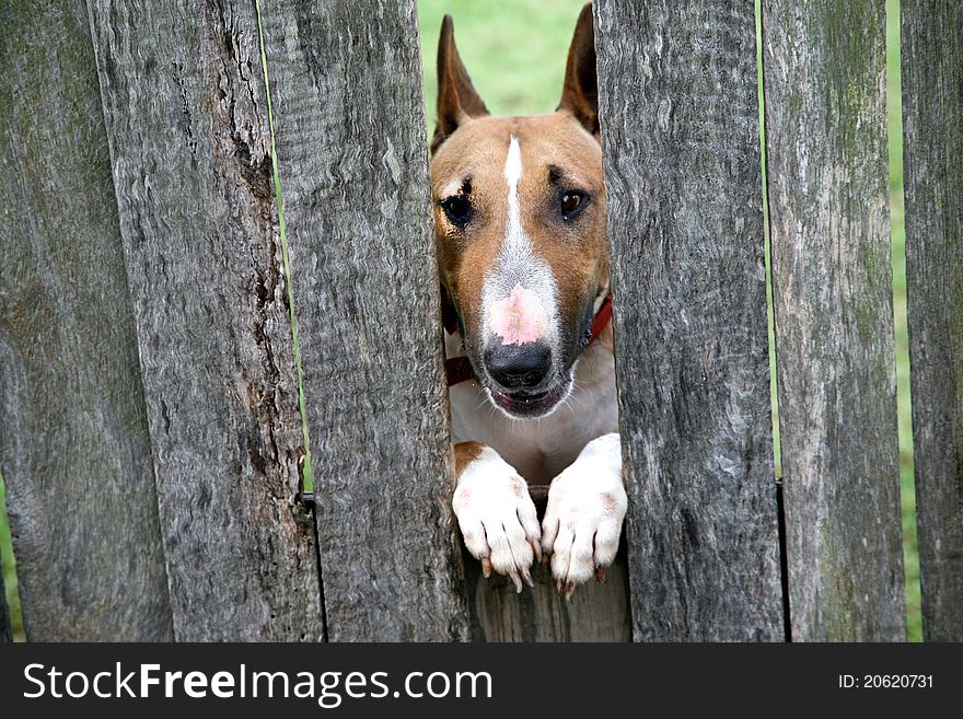 Dog looking through wooden fence. Dog looking through wooden fence