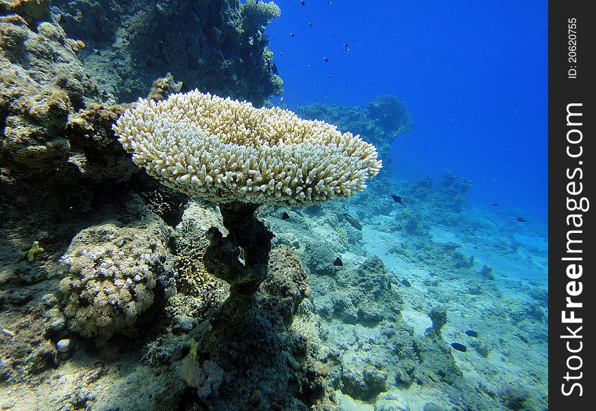 Unusual Coral