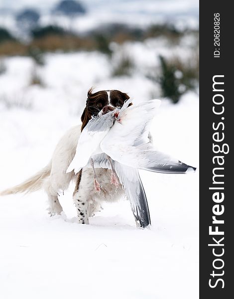 Retrieving Springer Spaniel Dog