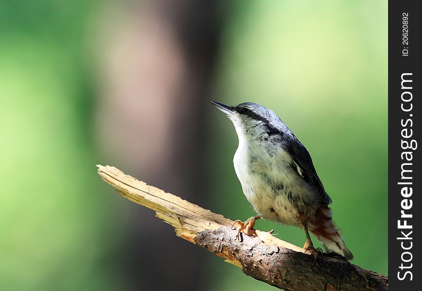 Nuthatch on branch