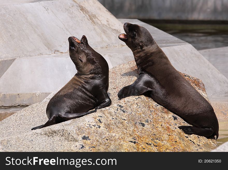 The playful sea lion juveniles.