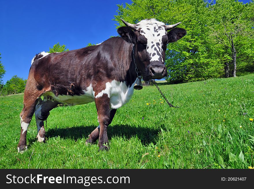 A cow on a summer pasture in a summer rural landscape