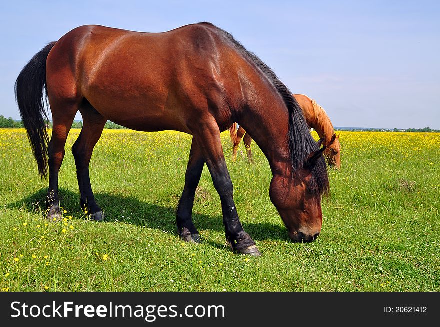 Horses on a summer pasture