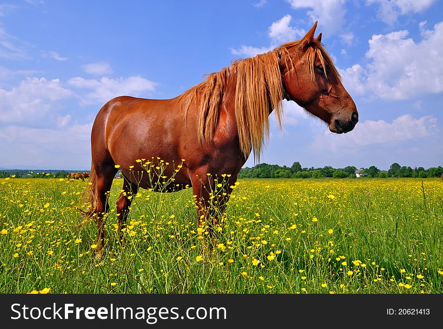 Horse On A Summer Pasture